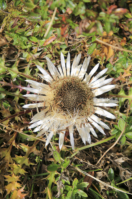 银蓟(Carlina acaulis)野花盛开